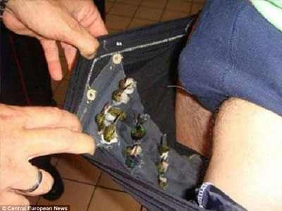 Έκρυβε στο παντελόνι του 66 σπίνους