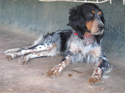 Ποιος θα την υιοθετήσει;