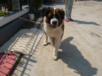 Τα μεγαλόσωμα σκυλιά έχουν μικρό προσδόκιμο ζωής