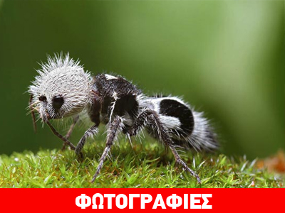 Μια σφήκα… πάντα!