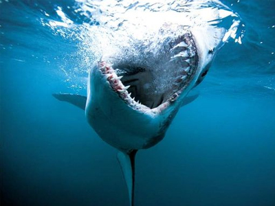 ΗΠΑ: Ζευγάρι δέχτηκε ταυτόχρονα επιθέσεις από καρχαρίες