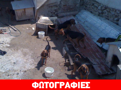 Βοηθήστε τη «συμμορία των 8»