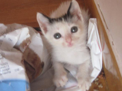 Ποιος θέλει να υιοθετήσει τον Συννεφούλη;