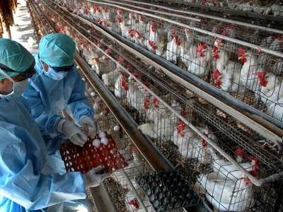 Η απολύμανση σταματά τον Η5Ν1