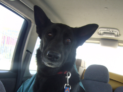 Βρέθηκε στην Παιανία