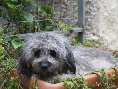 Βρέθηκε σκυλάκι στα Πατήσια