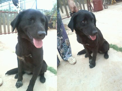 Αδέσποτη σκυλίτσα ψάχνει σπίτι