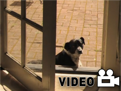 Βόλτα με τον σκύλο