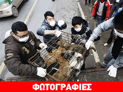 Ακτιβιστές έσωσαν εκατοντάδες σκυλιά από την… κατσαρόλα!