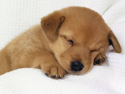 Κατοικίδιο – σύντροφος: 1 – 0!