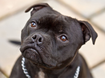 Πήγε στην τράπεζα και ζήτησε… «σκυλοδάνειο»