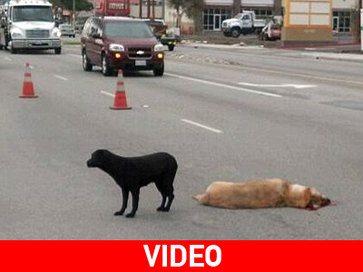 Πόσο πιστό μπορεί να είναι ένα σκυλί;