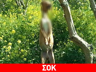 Φρίκη: Κρέμασαν σκύλο στα Αϊτάνια του Ηρακλείου
