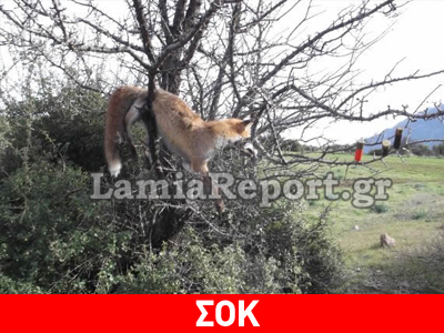 Φθιώτιδα: Κρέμασαν αλεπού σε δέντρο