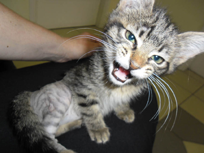 Ας βοηθήσουμε την Σούζυ