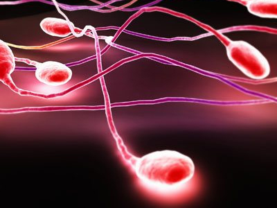 SEXUALITY: Το μήκος των σπερματοζωαρίων μπορεί να σχετίζεται με προβλήματα γονιμότητας