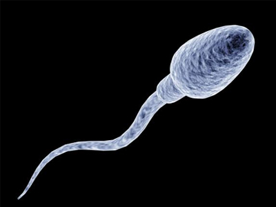 SEXUALITY: Ένα γονίδιο βοηθά τα σπερματοζωάρια να ωριμάσουν