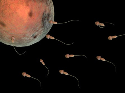 SEXUALITY: Η ωοστατίνη εμποδίζει την πρόσδεση του σπερματοζωαρίου στο ωάριο