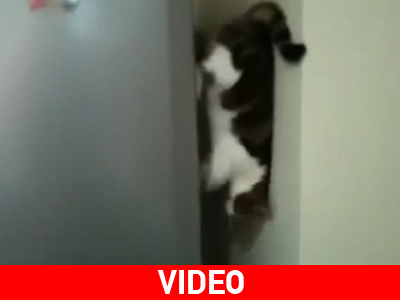 Γάτα… Spiderman!