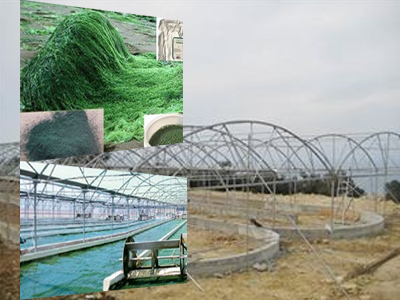 Ετοιμάζεται η κρητική σπιρουλίνα