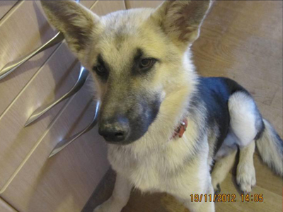 Ο Σπίθας ψάχνει σπίτι