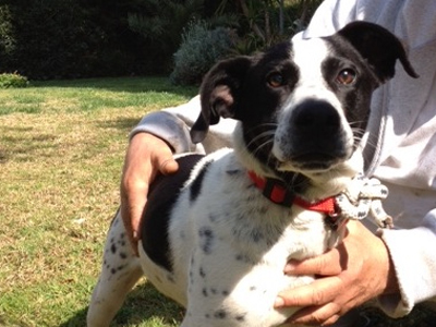 Ο αξιαγάπητος Σπότυ ψάχνει σπίτι