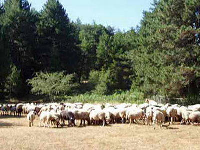 Έκρυβαν ναρκωτικά στη στάνη