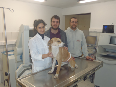 Σε εξέλιξη το πρόγραμμα στείρωσης αδέσποτων ζώων στο Μαλεβίζι