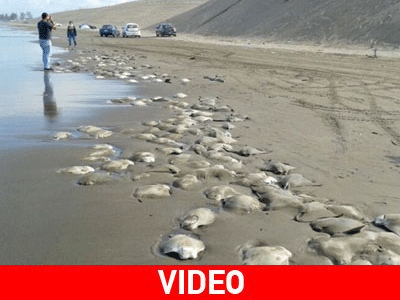 Μεξικό: Εκβράστηκαν νεκρά σαλάχια σε παραλία