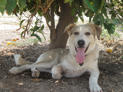 Ο Sunny ψάχνει οικογένεια