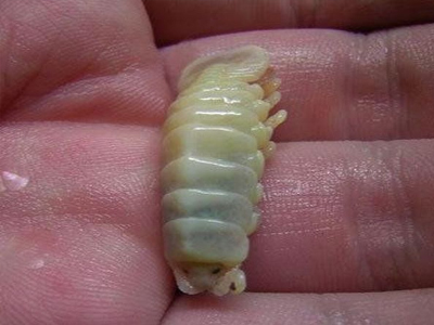 Ελπίδες για καλύτερα φάρμακα από το DNA των «ταινιών»