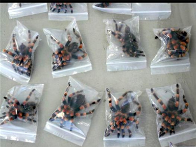 Δεκάδες νεκρές ταραντούλες σε αποσκευή επιβάτη στη Ζυρίχη