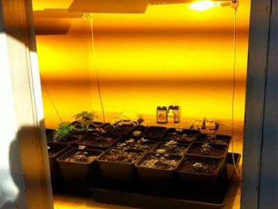 Λιβαδειά: Η ληστεία στο ξενοδοχείο αποκάλυψε θερμοκήπιο χασίς