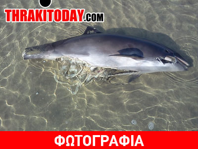 Ξάνθη: Ξεβράστηκε νεκρό δελφίνι