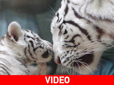 Επίσημη… πρώτη για τρία σπάνια λευκά τιγράκια
