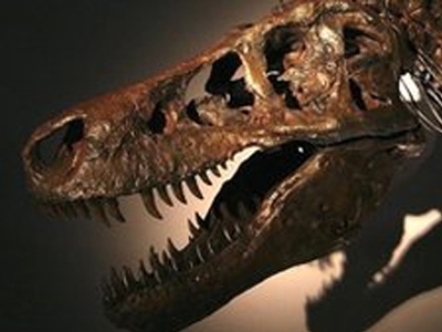 Στο σφυρί σκελετός τυραννόσαυρου