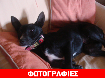 Χαρίζεται η Τιτίκα