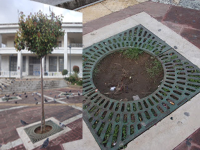 Έκλεψαν δέντρο από την κεντρική πλατεία της Ξάνθης!