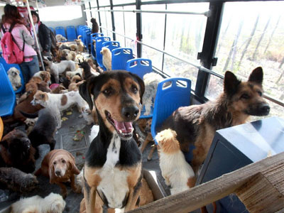 Τρίκαλα: Οδηγός ΚΤΕΛ μετέφερε σκύλο στις αποσκευές