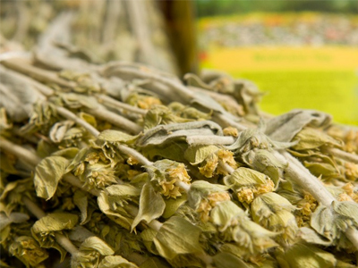 Το τσάι του βουνού απειλείται με εξαφάνιση