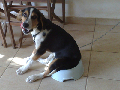 Χαρίζεται ο Τσίκι