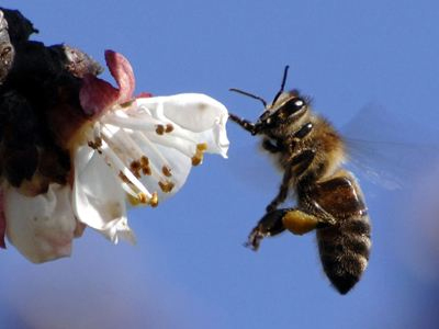 Ρόδος: Μια γυναίκα νεκρή από τσίμπημα μέλισσας