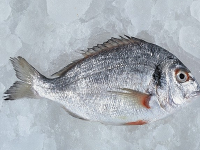 Κατάσχεση αλιευμάτων στον Βόλο