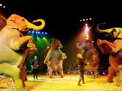 To ΠΑΣΟΚ πάει στο… τσίρκο