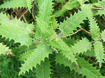 Τσουκνίδα… κατά της πιτυρίδας