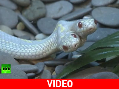 Σπάνιο δικέφαλο φίδι στον Ζωολογικό Κήπο της Μόσχας