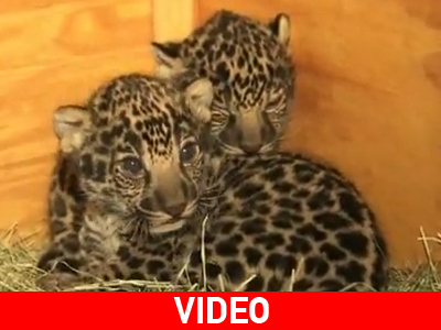 Γεννητούρια σε ζωολογικό κήπο της Καλιφόρνια