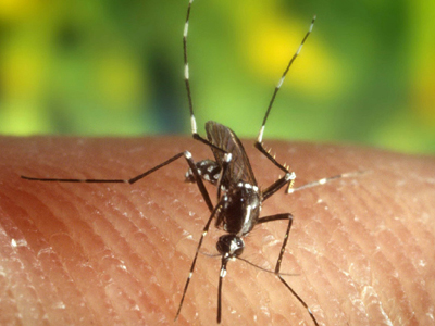 Σερβία: 25 νεκροί από τον ιό του Δυτικού Νείλου