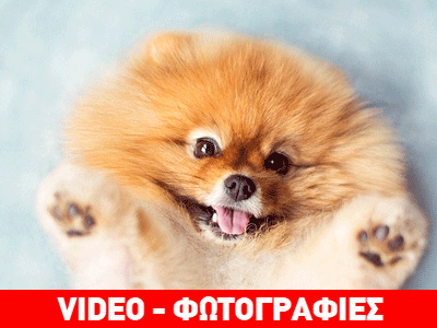 Λέγεται Φλιντ και λατρεύει τις αστείες πόζες!