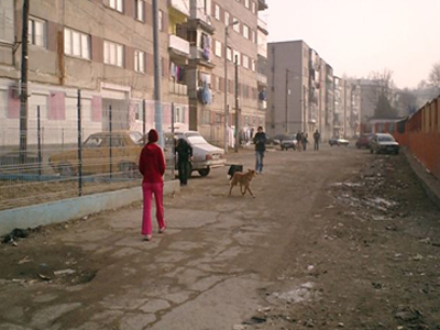 Βουκουρέστι: Δημοψήφισμα για την ευθανασία αδέσποτων σκύλων